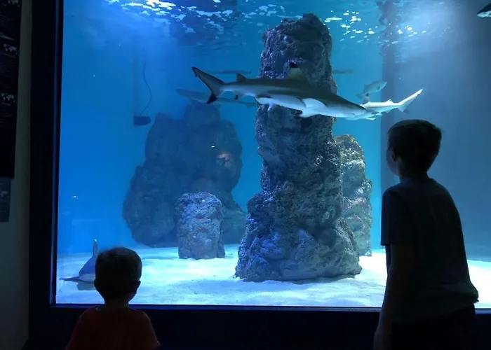 Monte Rizzi Πούλα